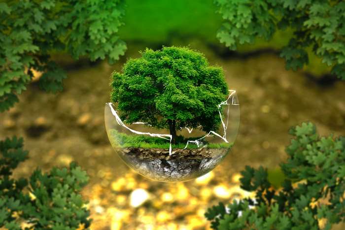 Tree growing in a cracked glass ball