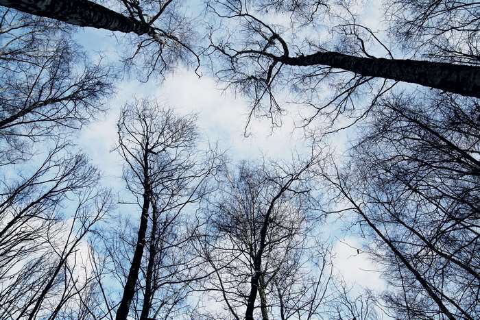 Looking up at bare trees against a cloudy sky