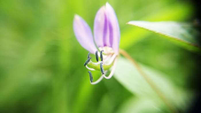 Close-up of a purple flower with dark stamens
