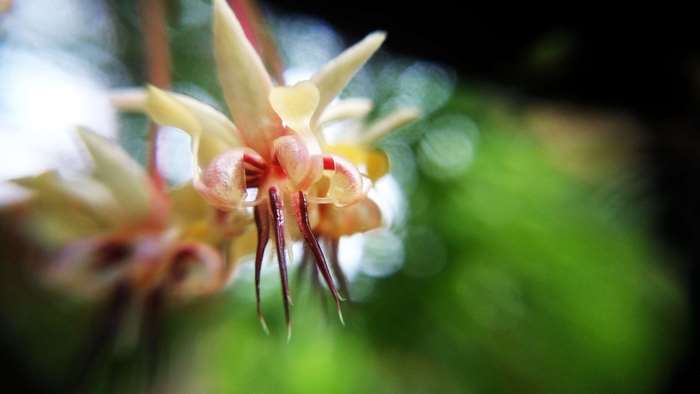 Close-up of a delicate cacao flower with red stamens