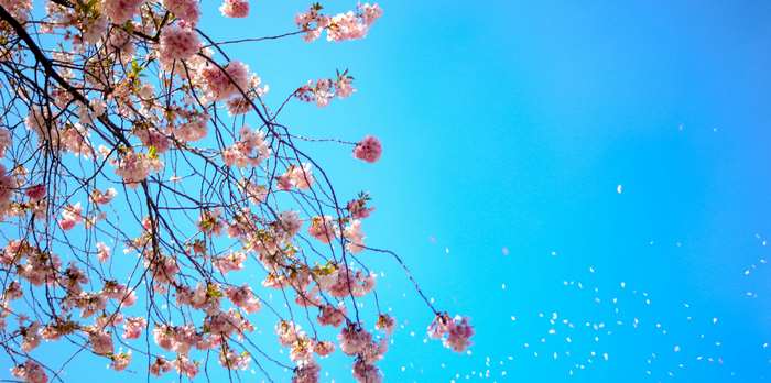 Pink cherry blossoms falling against a bright blue sky