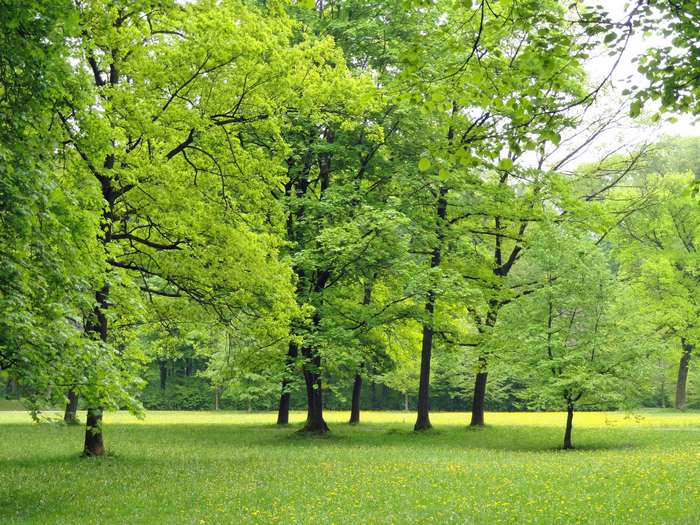 Green trees in a park with a grassy field