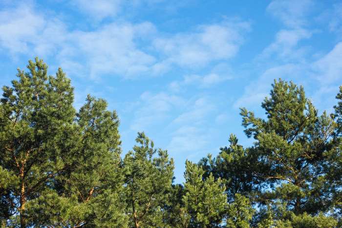 Pine trees against a blue sky with clouds