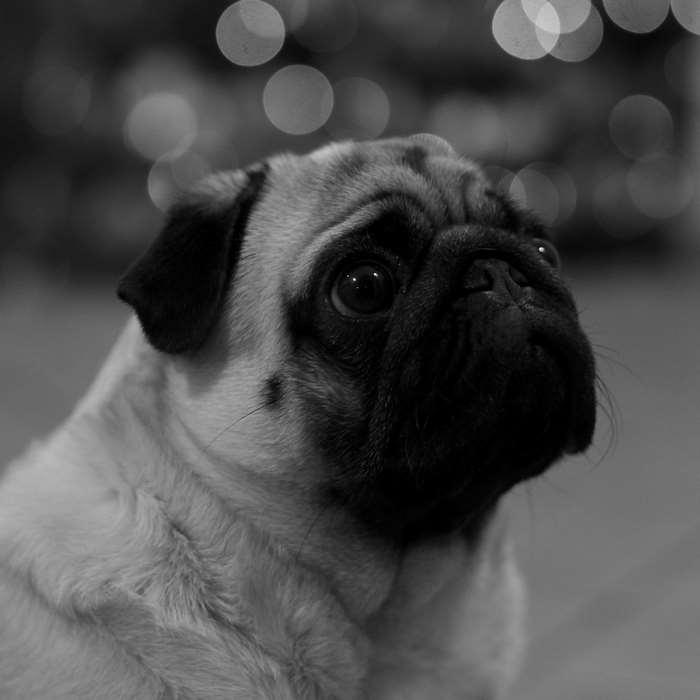 Black and white portrait of a pug dog