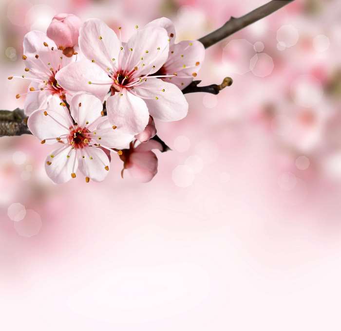 Pink cherry blossoms on a branch with bokeh background
