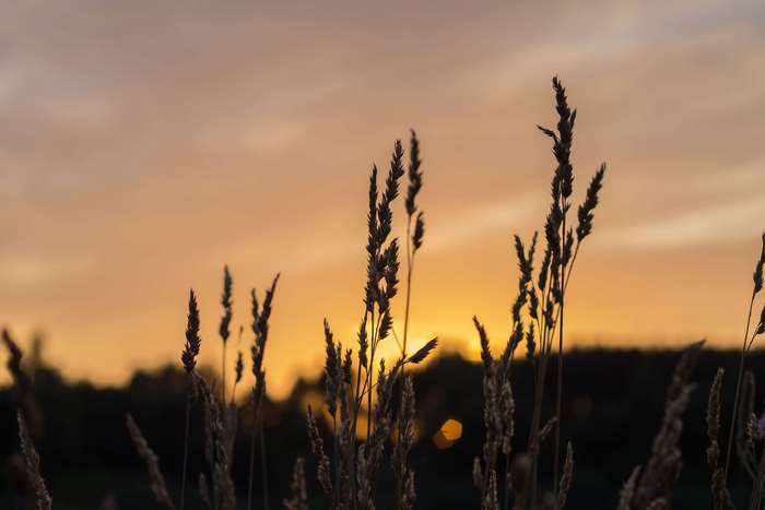 Wheat field at sunset with bokeh