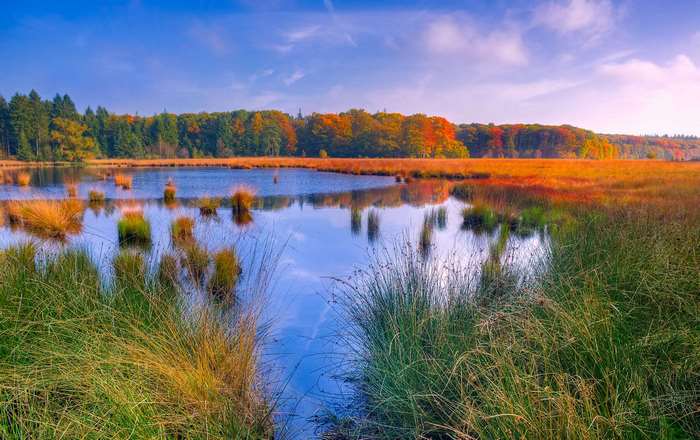 Autumn lake with colorful trees and reeds