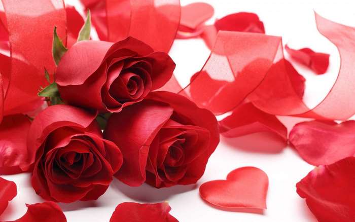 Red Roses and Petals for Valentine's Day