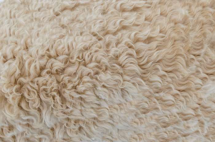 Close up of beige wool texture