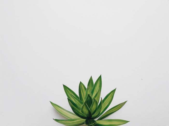 Green plant on a white background 4K