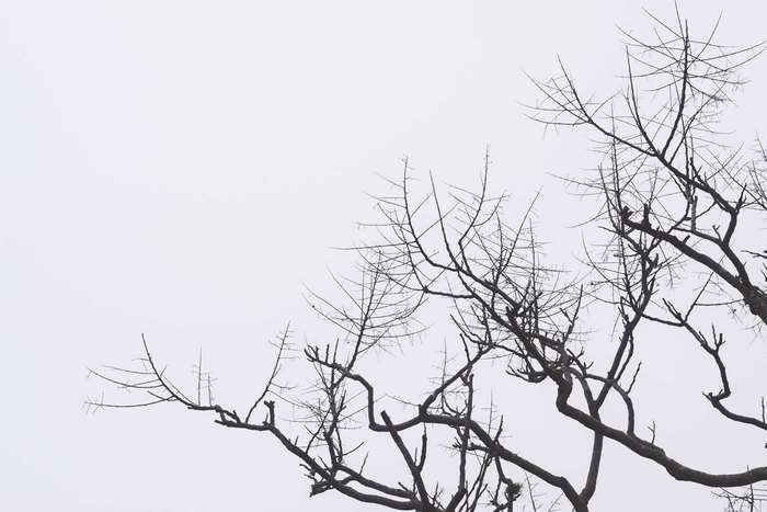 Black and white silhouette of bare tree branches