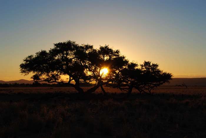 Silhouette of a tree at sunset in Namibia 4K