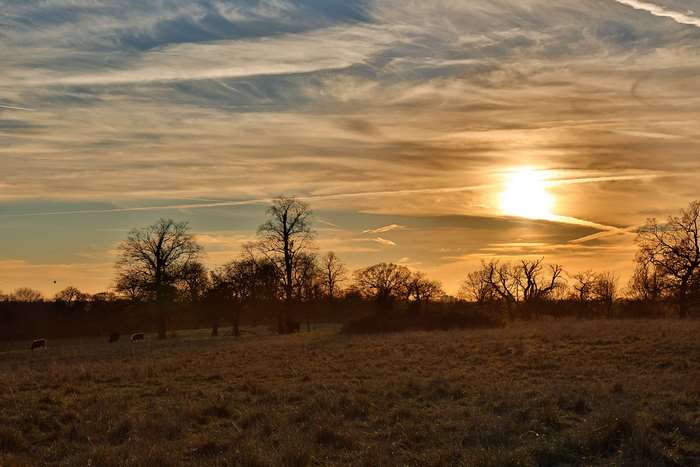 Sunset over a field with cattle and trees
