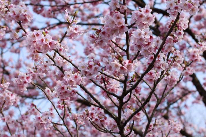 Pink cherry blossoms on branches in Japan 4K