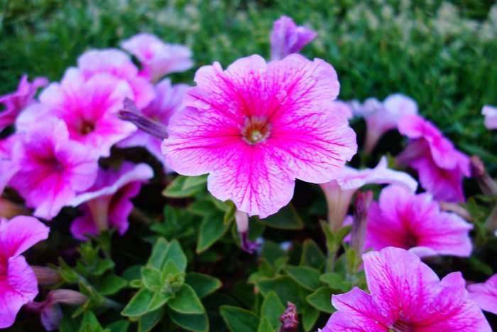 Vibrant Pink Petunias in a Garden Bed