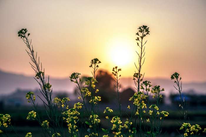 Yellow flowers in bloom at sunset 4K