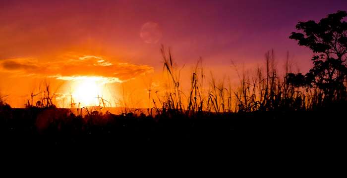 Sunset over a field with tall grass and a tree