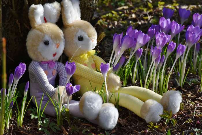 Easter Bunny Dolls Among Purple Crocus Flowers