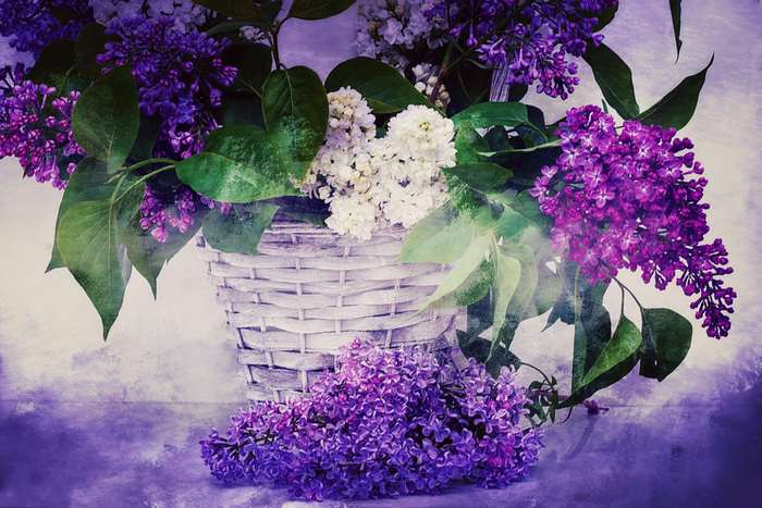 Basket of purple and white lilacs with leaves