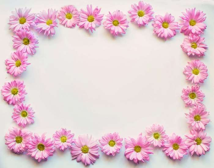Pink daisies forming a floral border