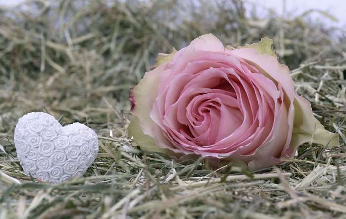 Pink rose and white heart on hay