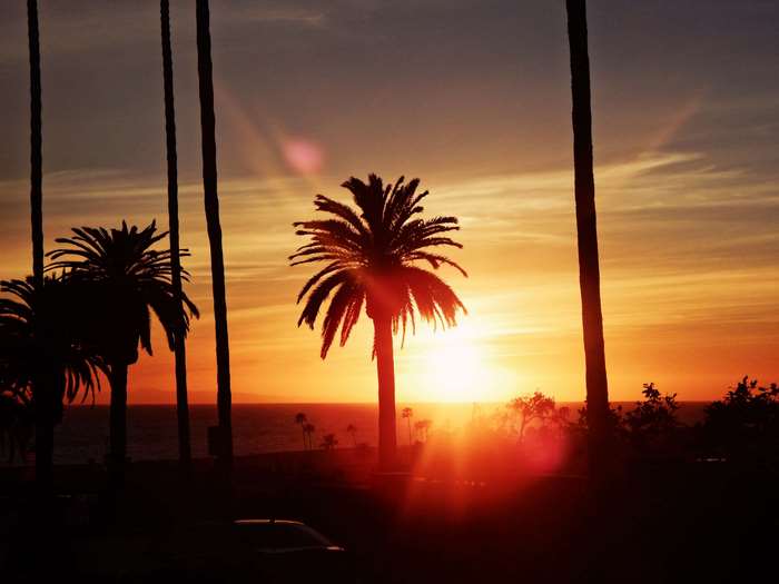 Palm trees at sunset in Los Angeles 4K