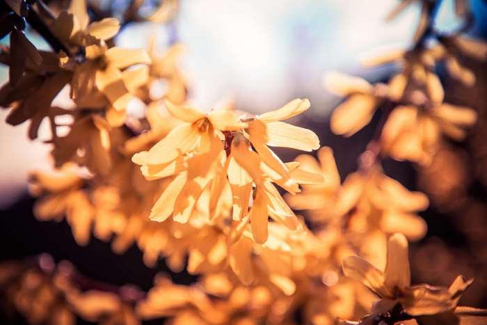 Yellow Forsythia Blossoms in Sunlight 4K