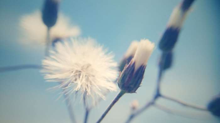Macro photo of dandelion seeds and buds