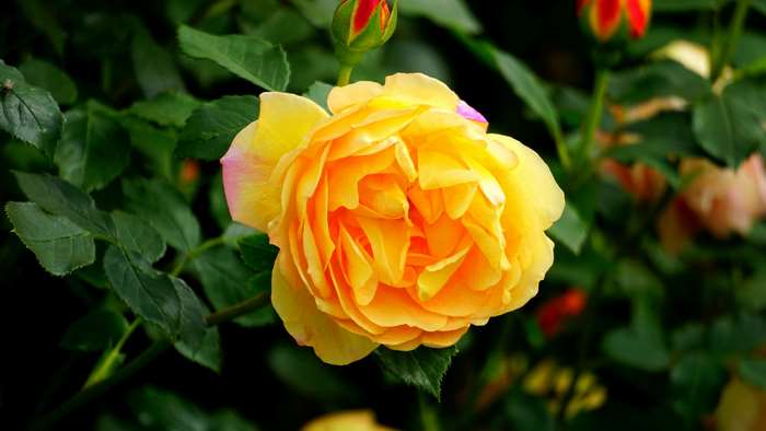 Close up of a yellow rose with pink edges and green leaves