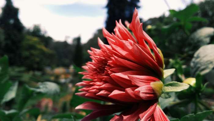 Close-up of a red dahlia flower in a garden