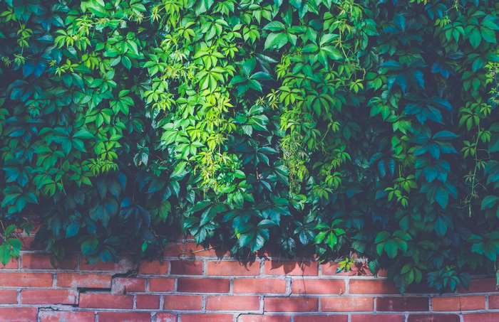 Green leaves on a brick wall