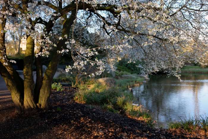 Tree with white blossoms by a lake