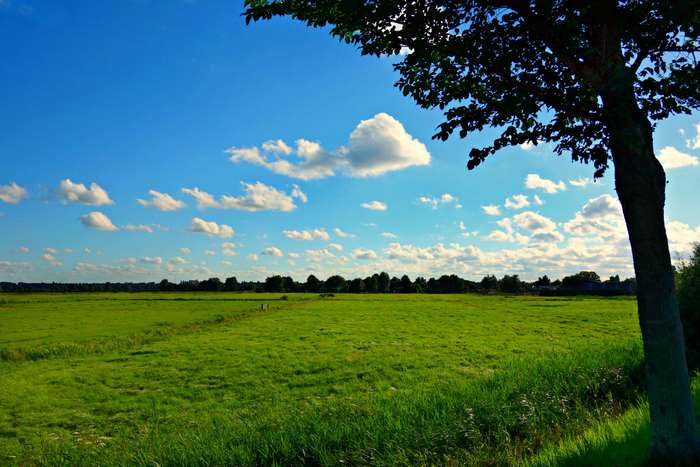 Green field under a blue sky with clouds and a tree