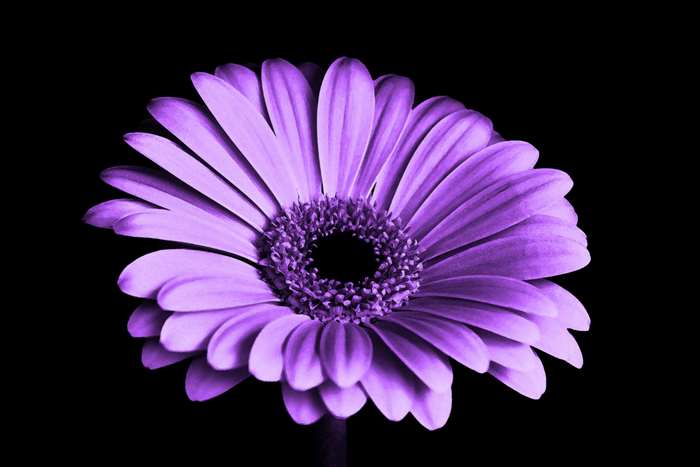 Purple Gerbera Flower Close Up 4K