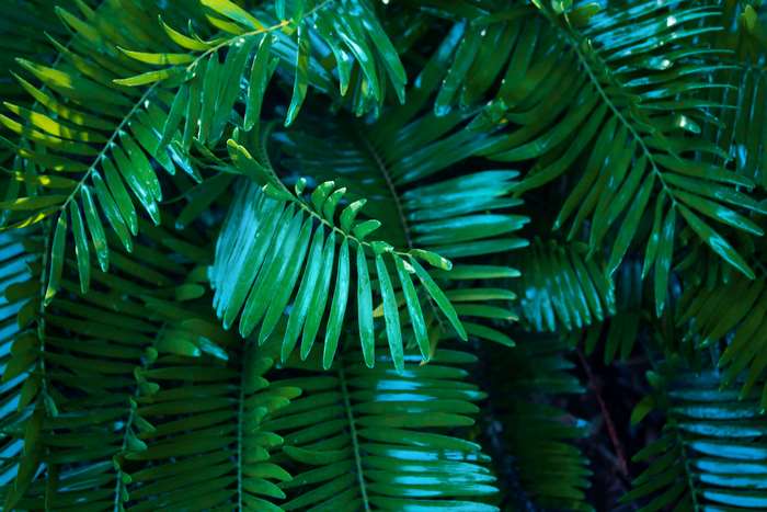 Close-up of lush green fern leaves