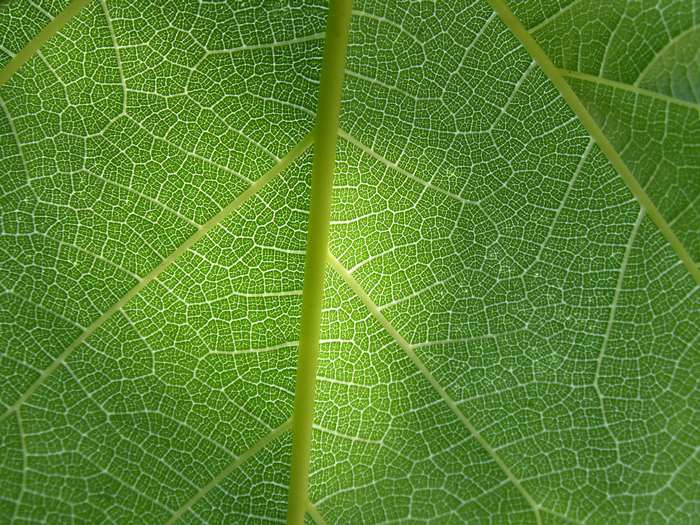 Close-up of a green leaf's intricate vein structure