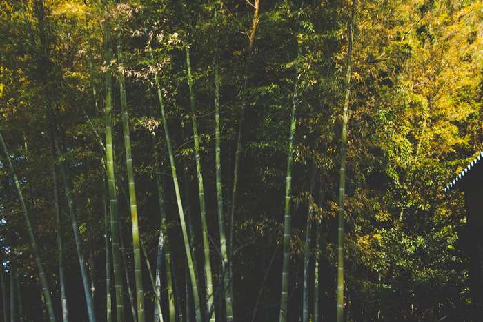 Bamboo Forest 4K