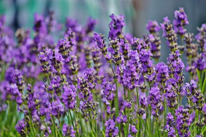 Purple lavender flowers in a field