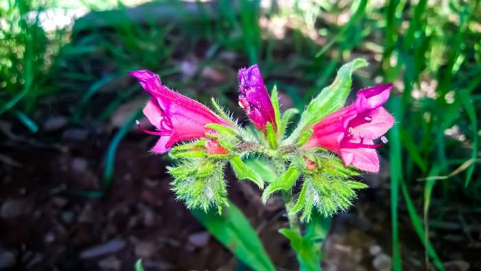 Pink flowers with green stems and leaves