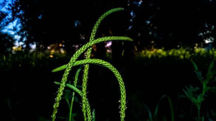 Green plant stalks at night with bokeh background