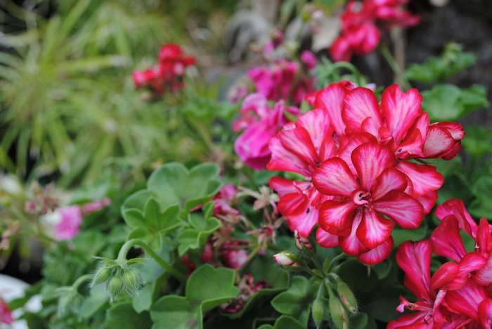 Close-up of pink and red geranium flowers in a garden