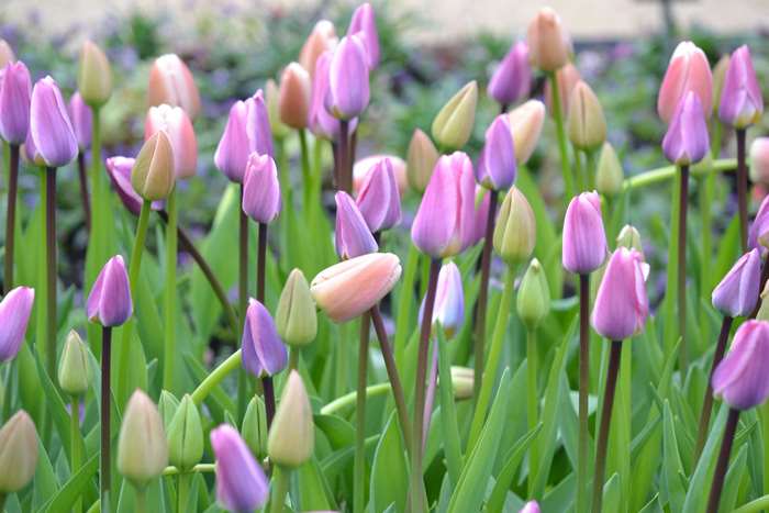 Purple and pink tulips in bloom 4K