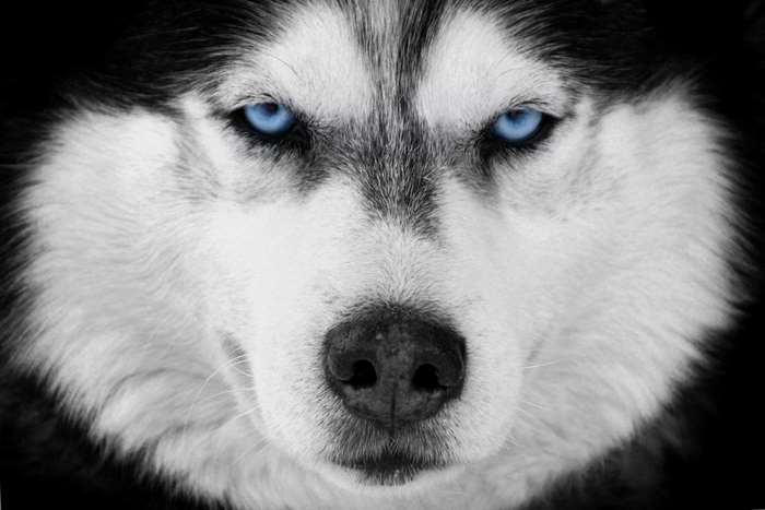 Intense Siberian Husky with Piercing Blue Eyes 4K
