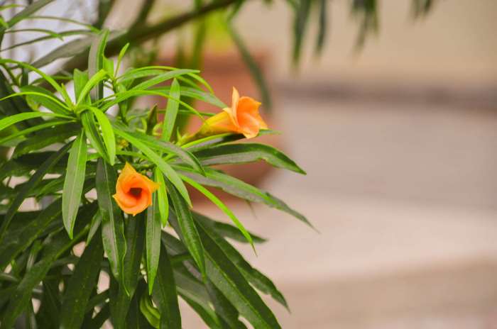 Orange flowers on a green plant
