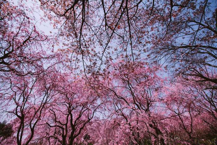 Pink cherry blossoms against a blue sky