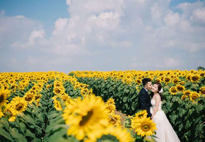 Bride and groom in a sunflower field