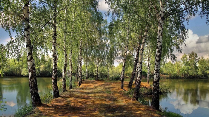 Birch trees line a path next to a lake