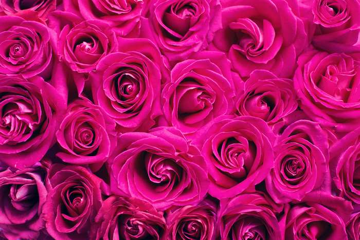 Pink Roses Floral Backdrop 4K