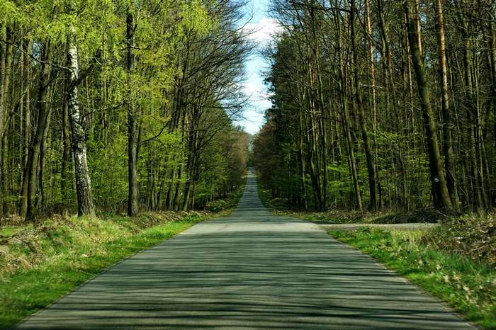 Road through a forest in spring