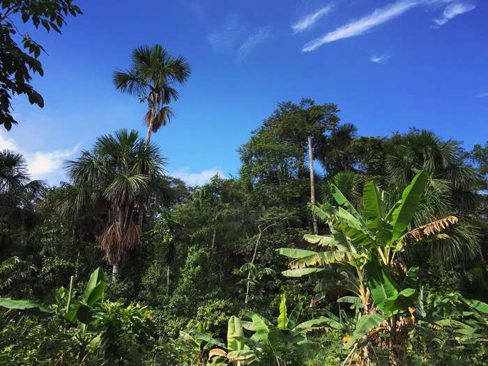 Amazon rainforest with palm trees and banana plants